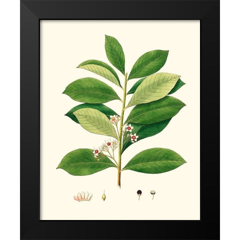 Spring Green Foliage III Black Modern Wood Framed Art Print by Unknown