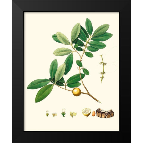 Spring Green Foliage VII Black Modern Wood Framed Art Print by Unknown
