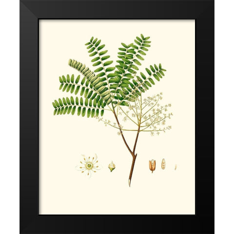 Spring Green Foliage VIII Black Modern Wood Framed Art Print by Unknown