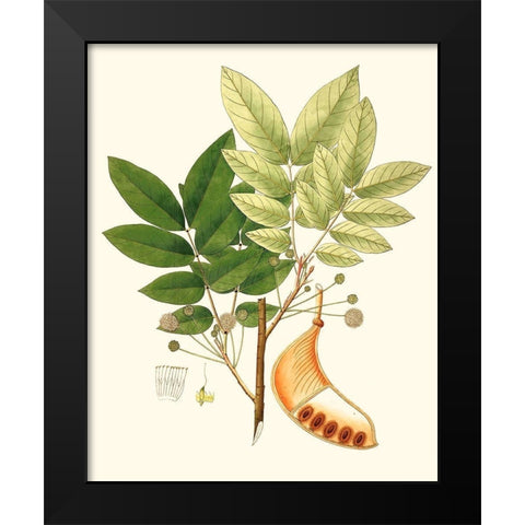 Spring Green Foliage IX Black Modern Wood Framed Art Print by Unknown