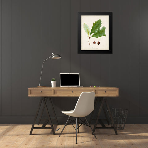 Antique Tree Study II Black Modern Wood Framed Art Print by Unknown