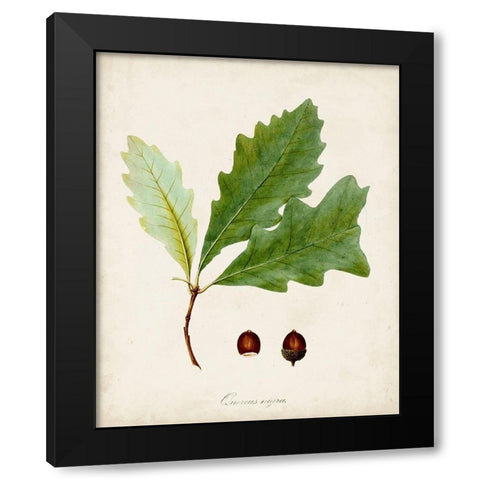 Antique Tree Study II Black Modern Wood Framed Art Print with Double Matting by Unknown