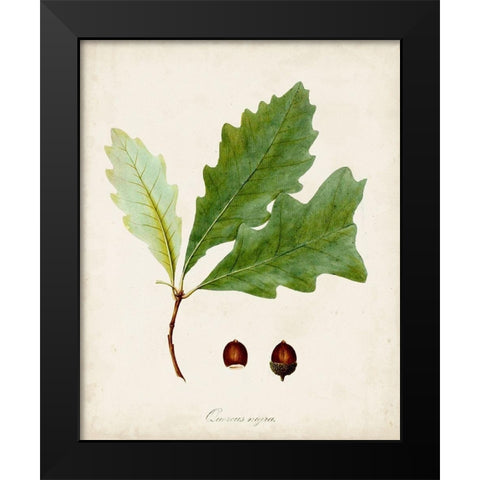 Antique Tree Study II Black Modern Wood Framed Art Print by Unknown