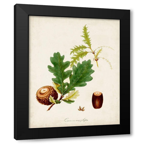 Antique Tree Study III Black Modern Wood Framed Art Print by Unknown