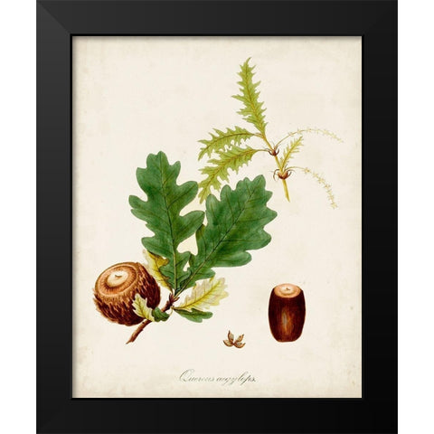 Antique Tree Study III Black Modern Wood Framed Art Print by Unknown