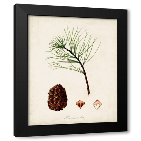 Antique Tree Study IV Black Modern Wood Framed Art Print with Double Matting by Unknown