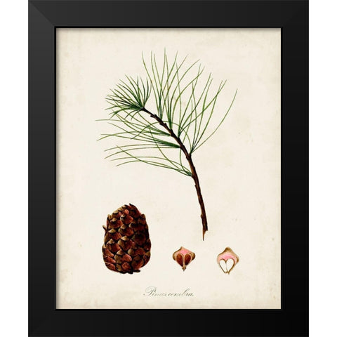 Antique Tree Study IV Black Modern Wood Framed Art Print by Unknown