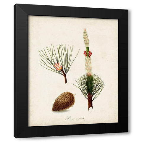 Antique Tree Study VIII Black Modern Wood Framed Art Print with Double Matting by Unknown