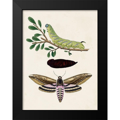 Caterpillar and Moth I Black Modern Wood Framed Art Print by Unknown