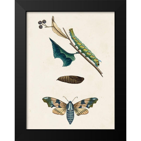 Caterpillar and Moth II Black Modern Wood Framed Art Print by Unknown