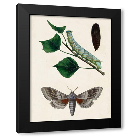 Caterpillar and Moth III Black Modern Wood Framed Art Print with Double Matting by Unknown