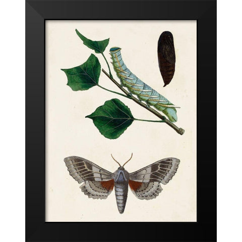 Caterpillar and Moth III Black Modern Wood Framed Art Print by Unknown