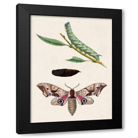 Caterpillar and Moth IV Black Modern Wood Framed Art Print with Double Matting by Unknown