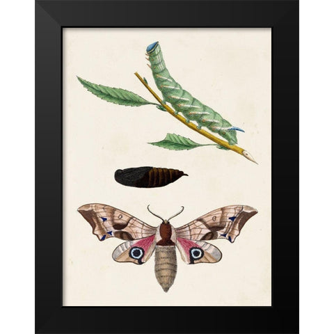 Caterpillar and Moth IV Black Modern Wood Framed Art Print by Unknown