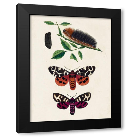 Caterpillar and Moth V Black Modern Wood Framed Art Print with Double Matting by Unknown