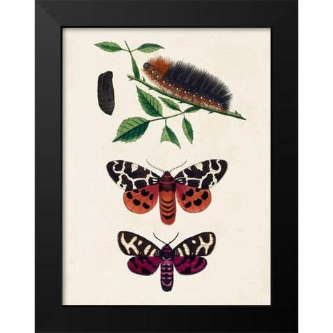 Caterpillar and Moth V Black Modern Wood Framed Art Print by Unknown
