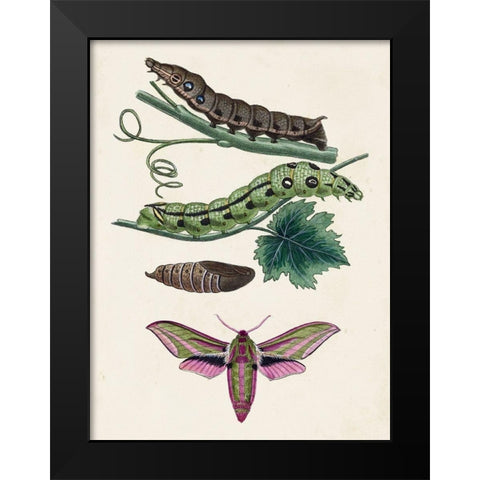 Caterpillar and Moth VI Black Modern Wood Framed Art Print by Unknown