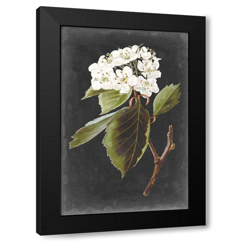 Dramatic White Flowers I Black Modern Wood Framed Art Print by Vision Studio