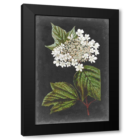 Dramatic White Flowers III Black Modern Wood Framed Art Print by Vision Studio