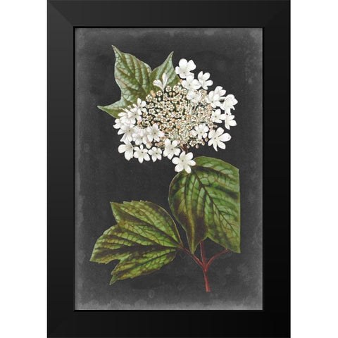 Dramatic White Flowers III Black Modern Wood Framed Art Print by Vision Studio