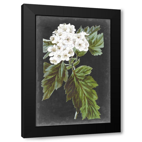 Dramatic White Flowers IV Black Modern Wood Framed Art Print with Double Matting by Vision Studio