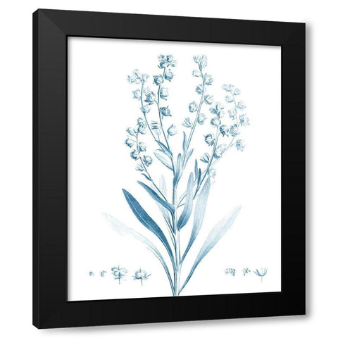 Antique Botanical in Blue I Black Modern Wood Framed Art Print with Double Matting by Vision Studio