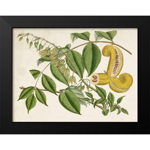 Tropical Foliage and Fruit I Black Modern Wood Framed Art Print by Curtis