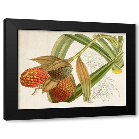Tropical Foliage and Fruit III Black Modern Wood Framed Art Print with Double Matting by Curtis