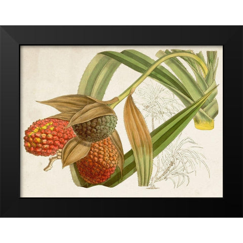 Tropical Foliage and Fruit III Black Modern Wood Framed Art Print by Curtis