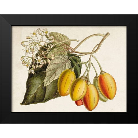 Tropical Foliage and Fruit IV Black Modern Wood Framed Art Print by Curtis