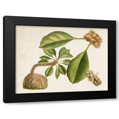 Tropical Foliage and Fruit V Black Modern Wood Framed Art Print by Curtis