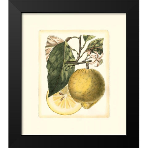 French Lemon Study I Black Modern Wood Framed Art Print by Risso, A.