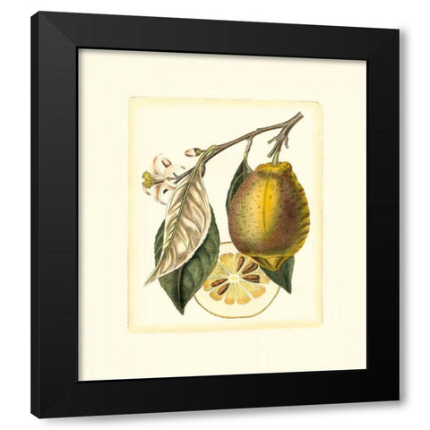 French Lemon Study II Black Modern Wood Framed Art Print with Double Matting by Risso, A.