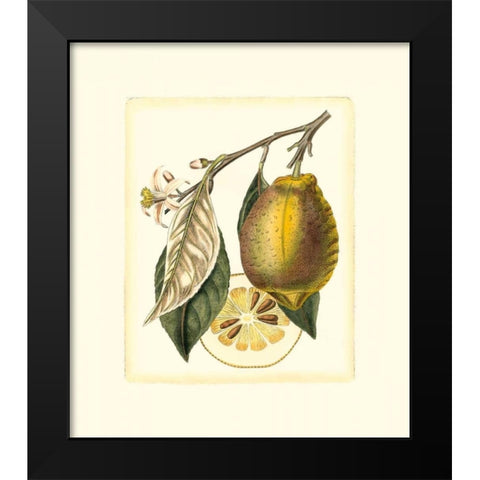 French Lemon Study II Black Modern Wood Framed Art Print by Risso, A.