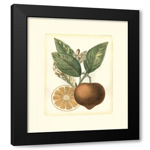 French Orange Study I Black Modern Wood Framed Art Print by Risso, A.