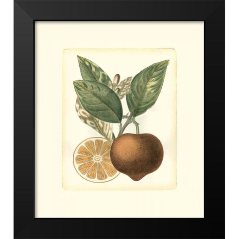 French Orange Study I Black Modern Wood Framed Art Print by Risso, A.