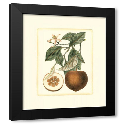 French Orange Study II Black Modern Wood Framed Art Print by Risso, A.