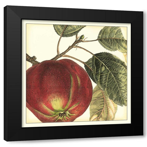 Graphic Apple Black Modern Wood Framed Art Print with Double Matting by Vision Studio