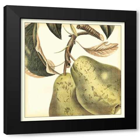 Graphic Pear Black Modern Wood Framed Art Print with Double Matting by Vision Studio