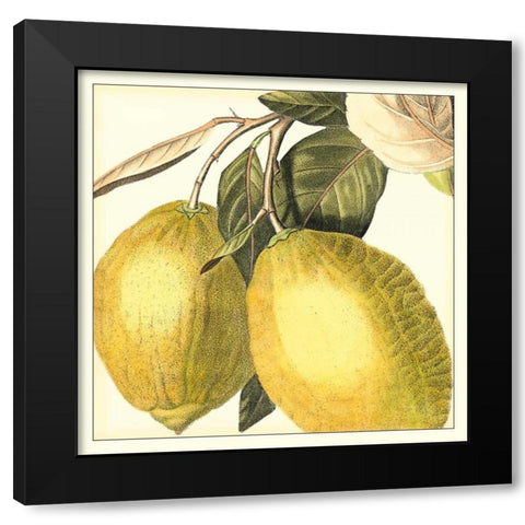 Graphic Lemon Black Modern Wood Framed Art Print with Double Matting by Vision Studio