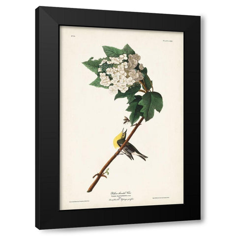 Pl. 119 Yellow-throated Vireo Black Modern Wood Framed Art Print by Audubon, John James