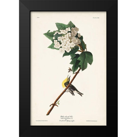 Pl. 119 Yellow-throated Vireo Black Modern Wood Framed Art Print by Audubon, John James