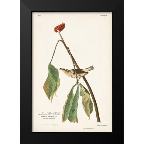 Pl. 19 Louisiana Water Thrush Black Modern Wood Framed Art Print by Audubon, John James