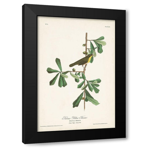 Pl. 24 Roscoes Yellow Throat Black Modern Wood Framed Art Print with Double Matting by Audubon, John James
