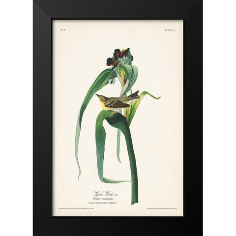 Pl. 30 Vigors Vireo Black Modern Wood Framed Art Print by Audubon, John James
