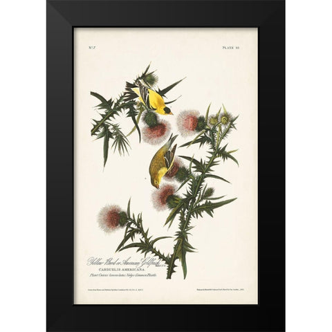 Pl. 33 American Gold Finch Black Modern Wood Framed Art Print by Audubon, John James