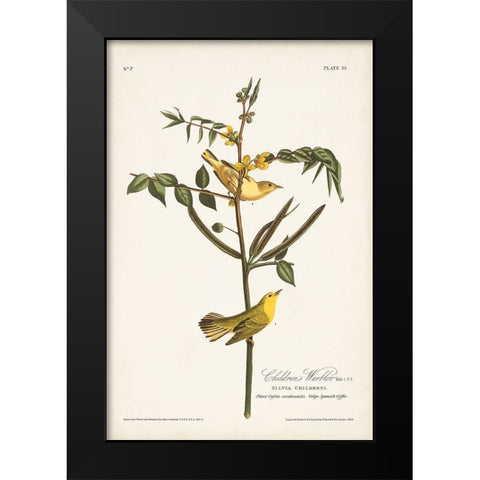 Pl. 35 Childrens Warbler Black Modern Wood Framed Art Print by Audubon, John James