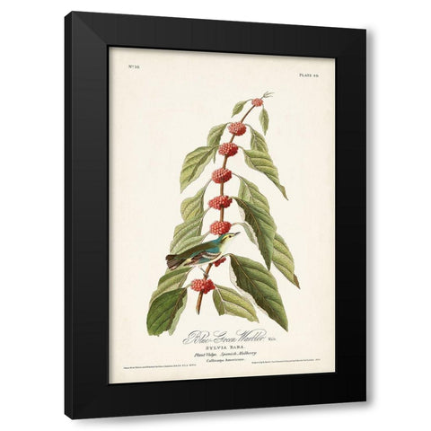 Pl. 49 Blue- Green Warbler Black Modern Wood Framed Art Print with Double Matting by Audubon, John James