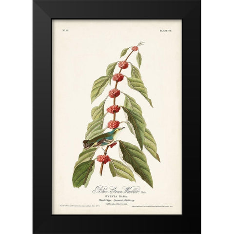 Pl. 49 Blue- Green Warbler Black Modern Wood Framed Art Print by Audubon, John James
