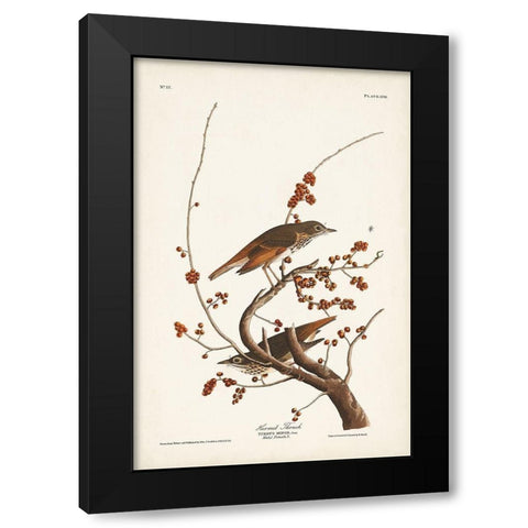 Pl. 58 Hermit Thrush Black Modern Wood Framed Art Print by Audubon, John James